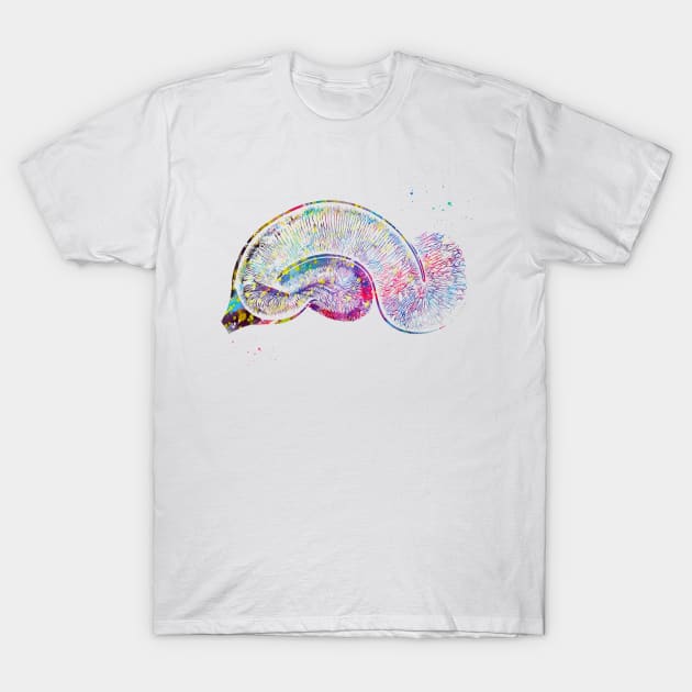 Brain Pyramidal T-Shirt by erzebeth